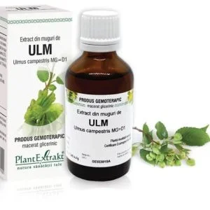 Extract din muguri de Ulm