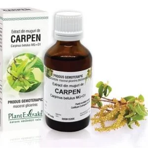 Extract din muguri de Carpen